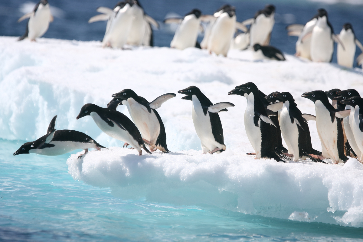 Adelie Penguins Diving From Iceberg Willtu