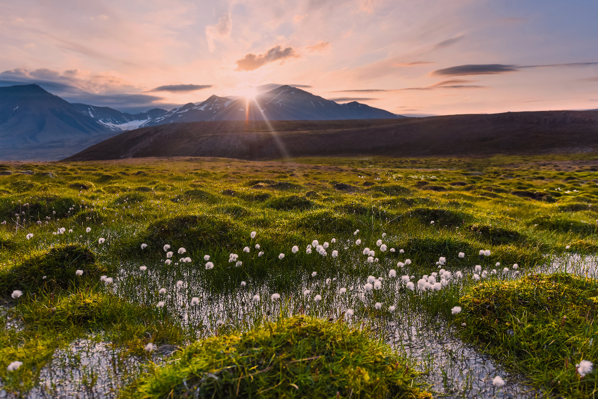 Spitsbergen Wildflowers Arctic Summer Bublik Polina