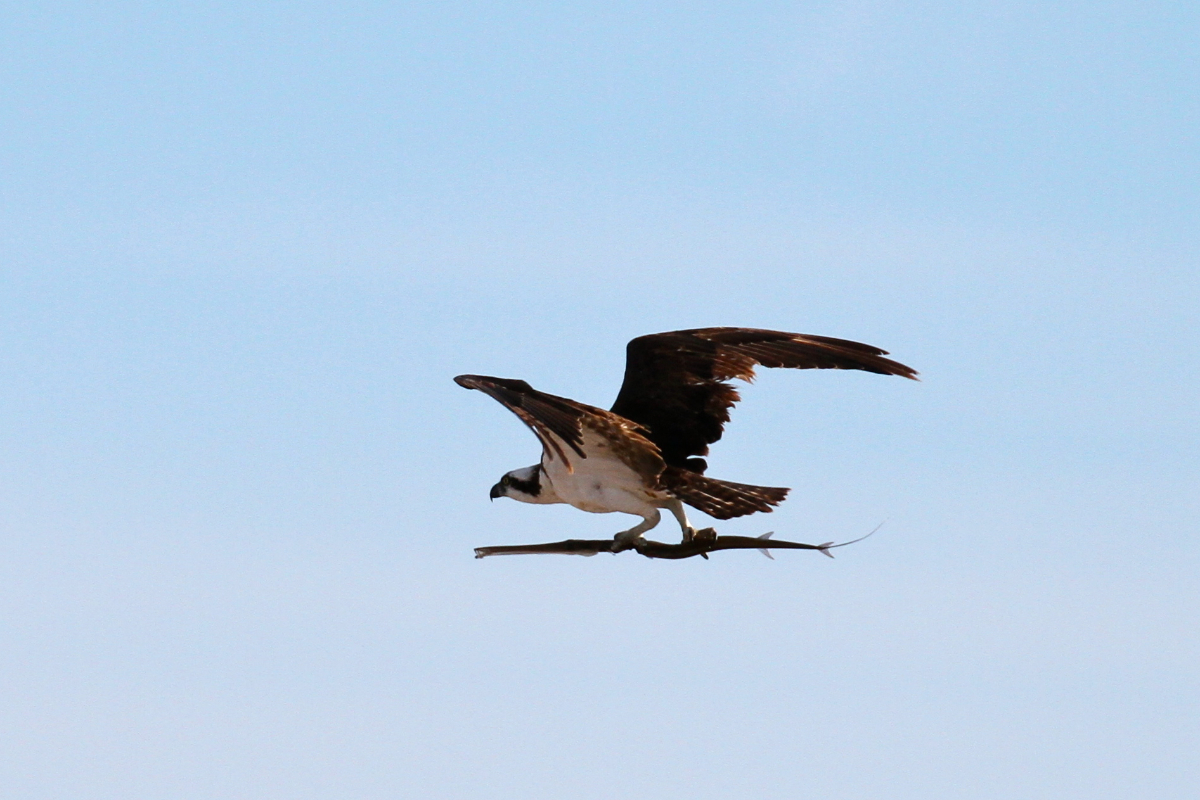 Osprey With Reef Cornetfish By Mike Unwin