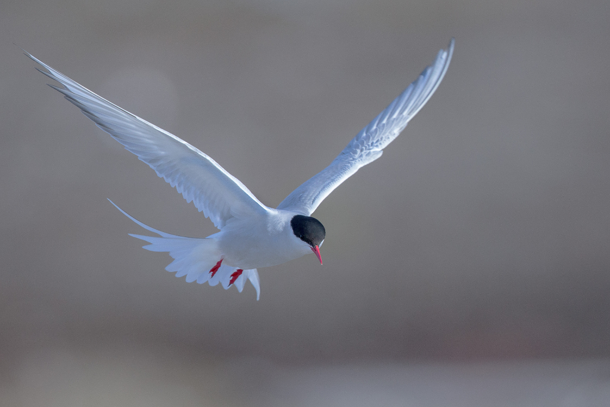 Gadventures Arctic Norway Svalbard 4707