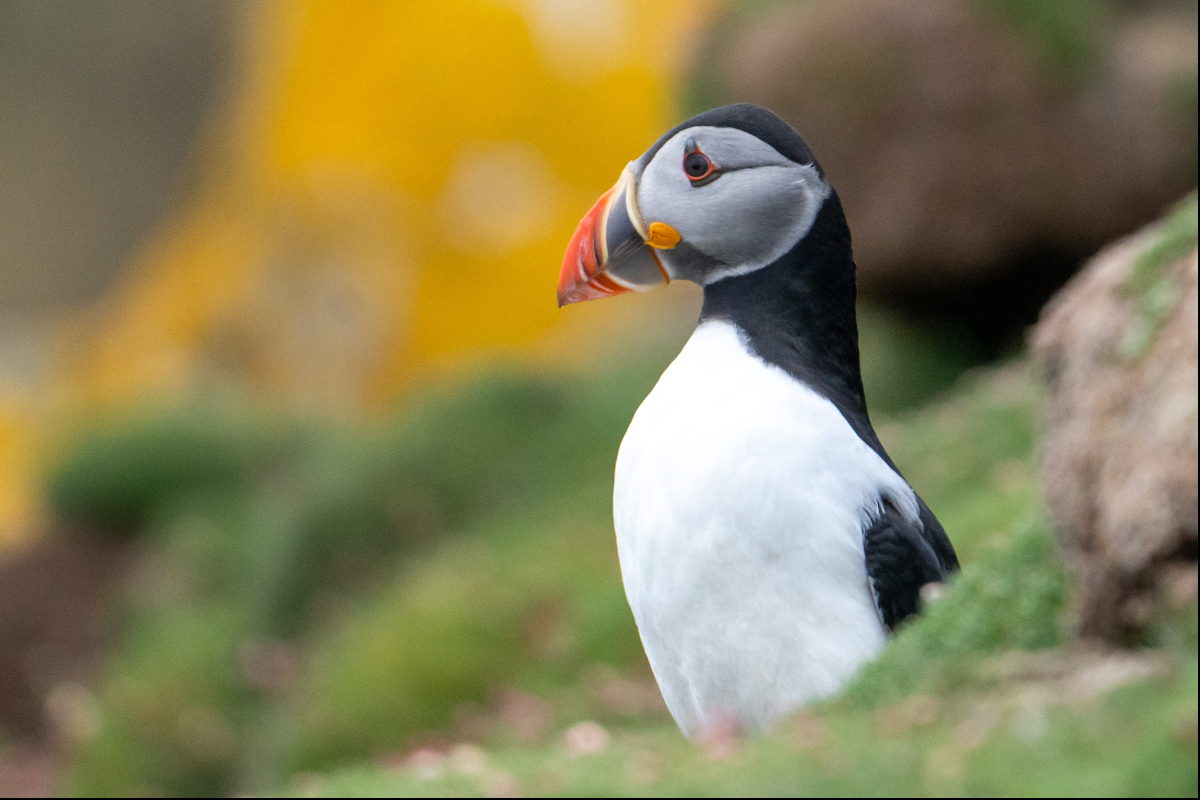 Puffin Scotland Jamie Lafferty