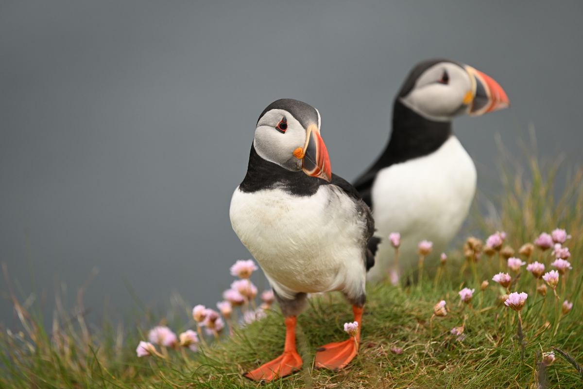 Swan Hellenic Puffins Nest On Cliffs