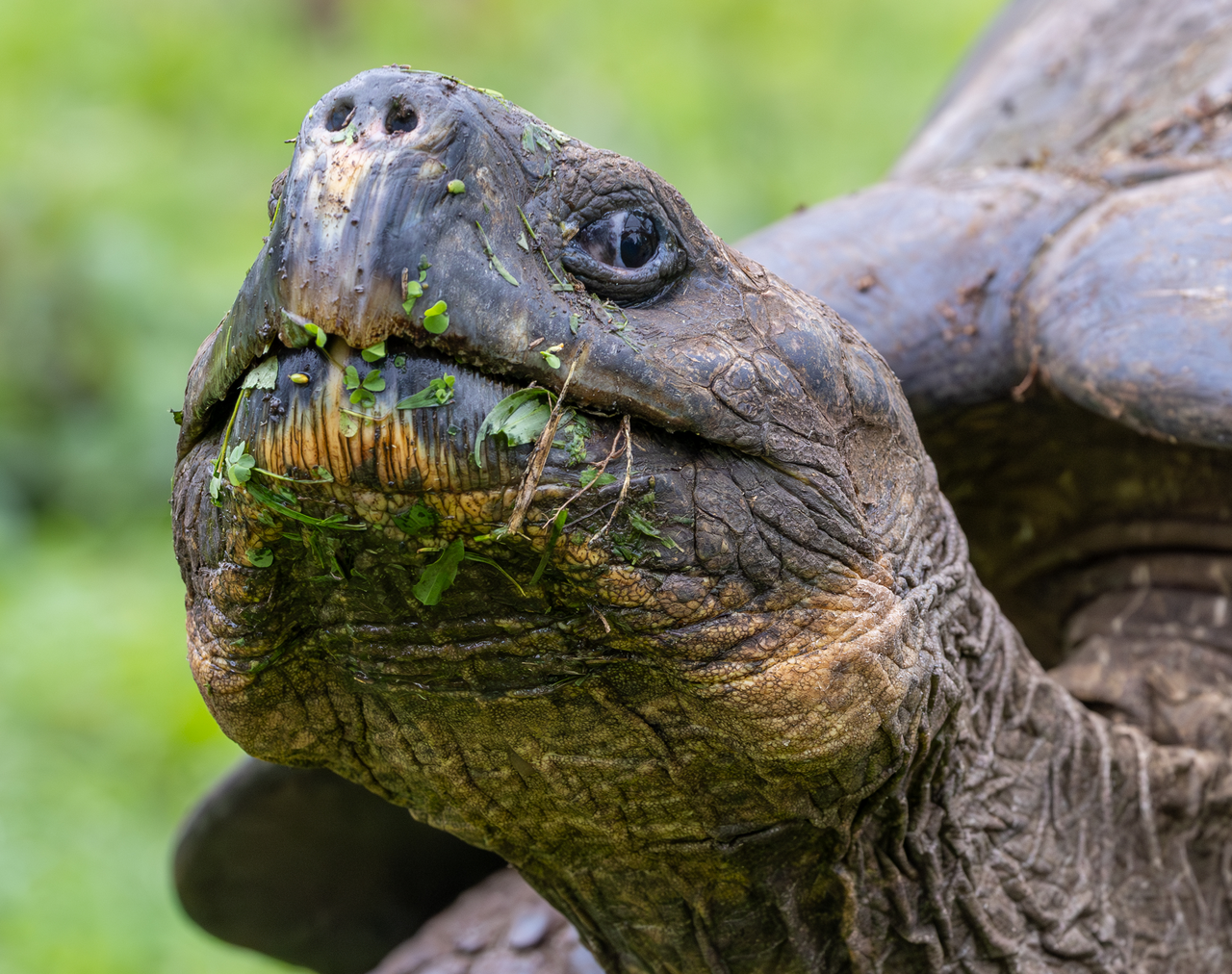 How Giant Tortoises Came Home to Floreana | ExplorEarth