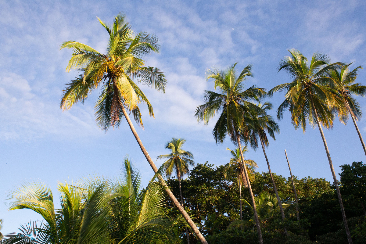 Costa Rica Palm Trees