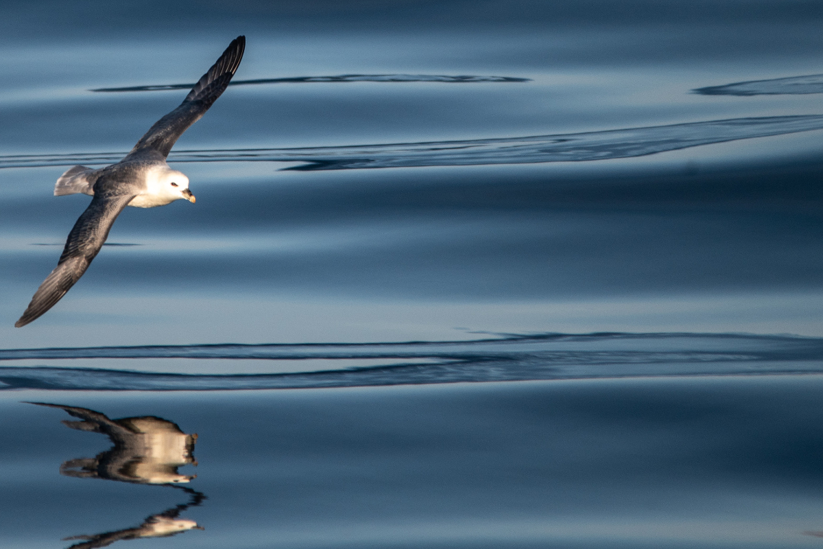 Fulmar And Reflection East Greenland Micro Expedition