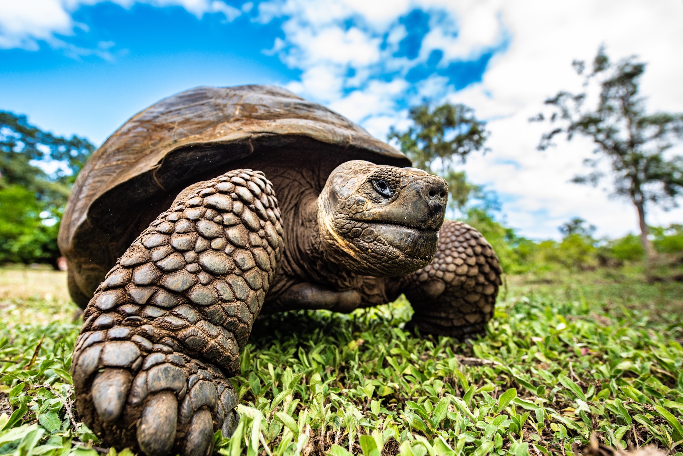 Giant Tortoise Galapagos Santa Cruz Parte Alta