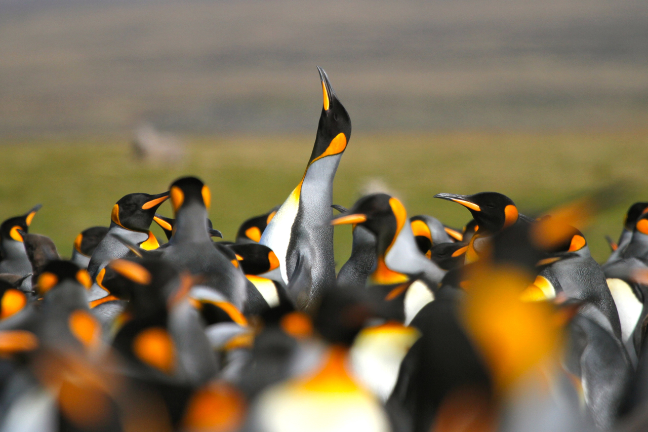 King Penguins on Falkland Islands Mike Unwin