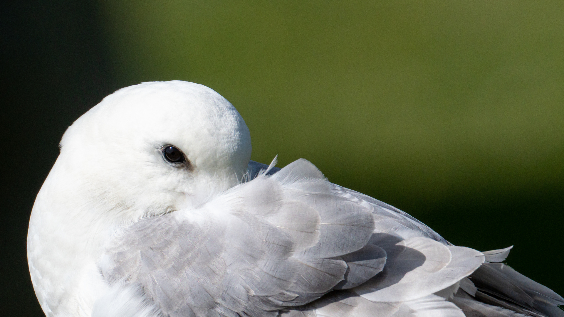 DSC09367 Enhanced SR Fulmar Jamie Lafferty 285