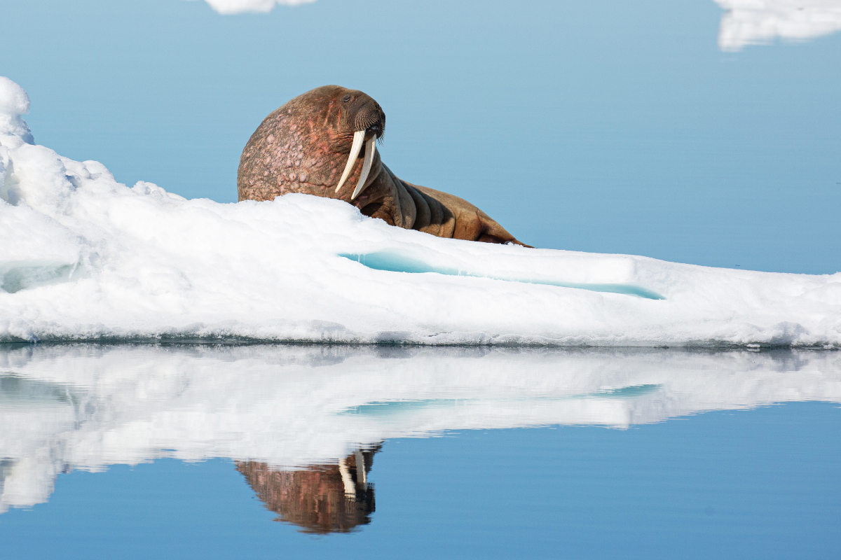 Walrus In Svalbard Polarquest