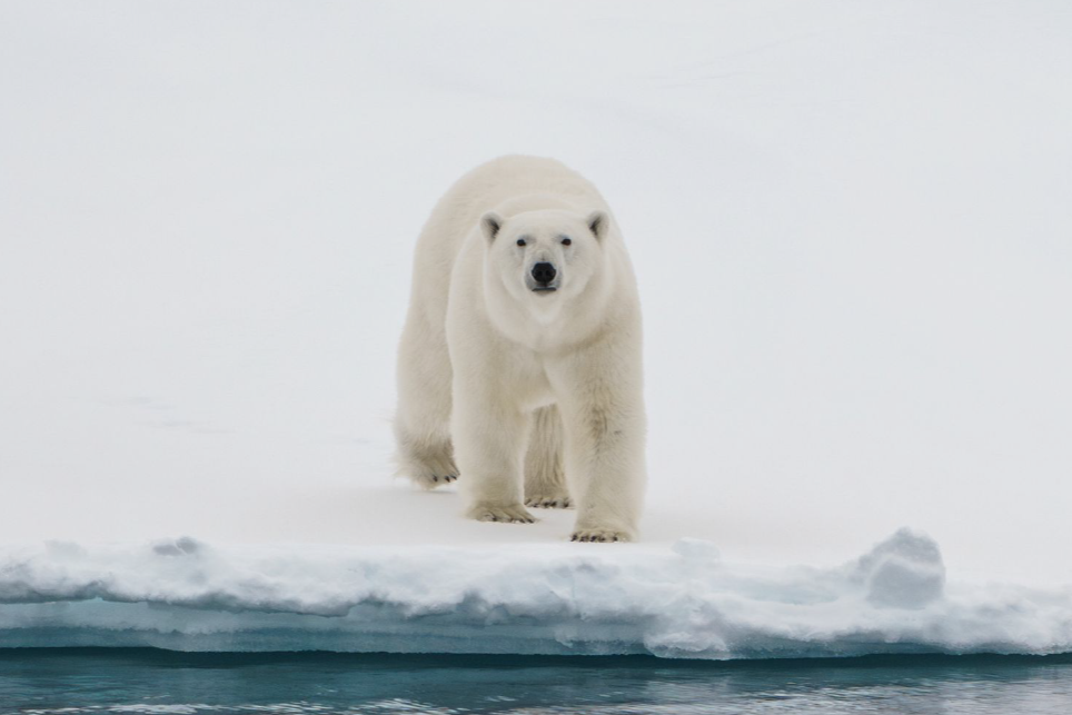 A polar bear standing on sea ice above open water, from Alex Mudd’s July 2026 expedition