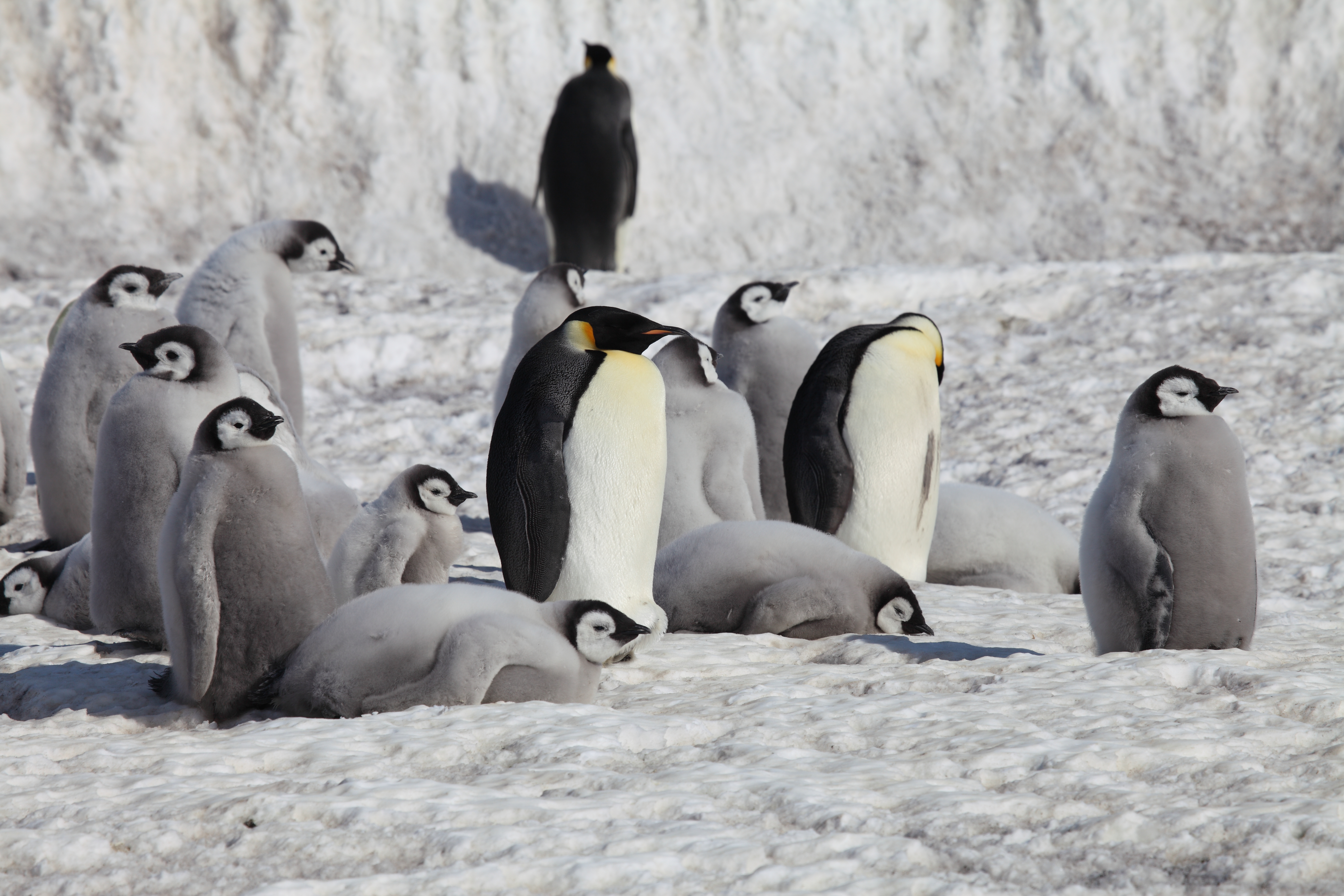 Penguin Cluster