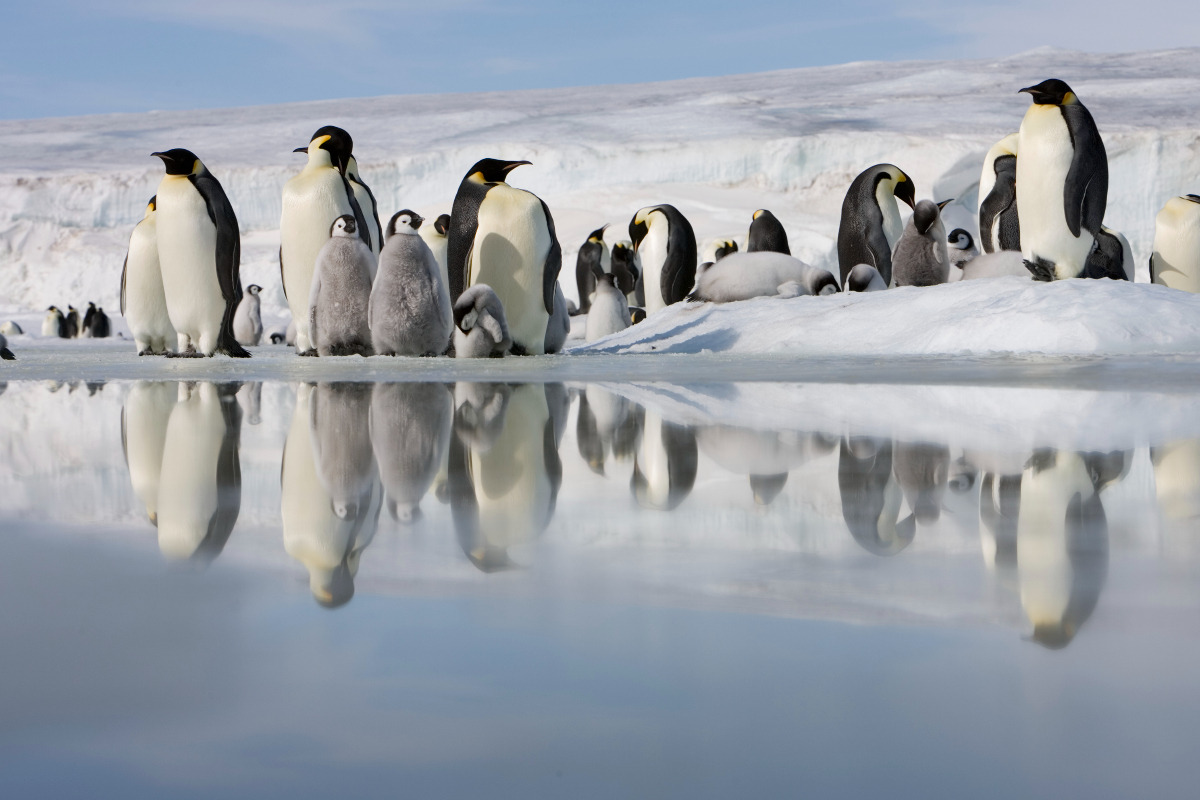 Antarctica Emperor Penguins At Snow Hill Island Paul Souders