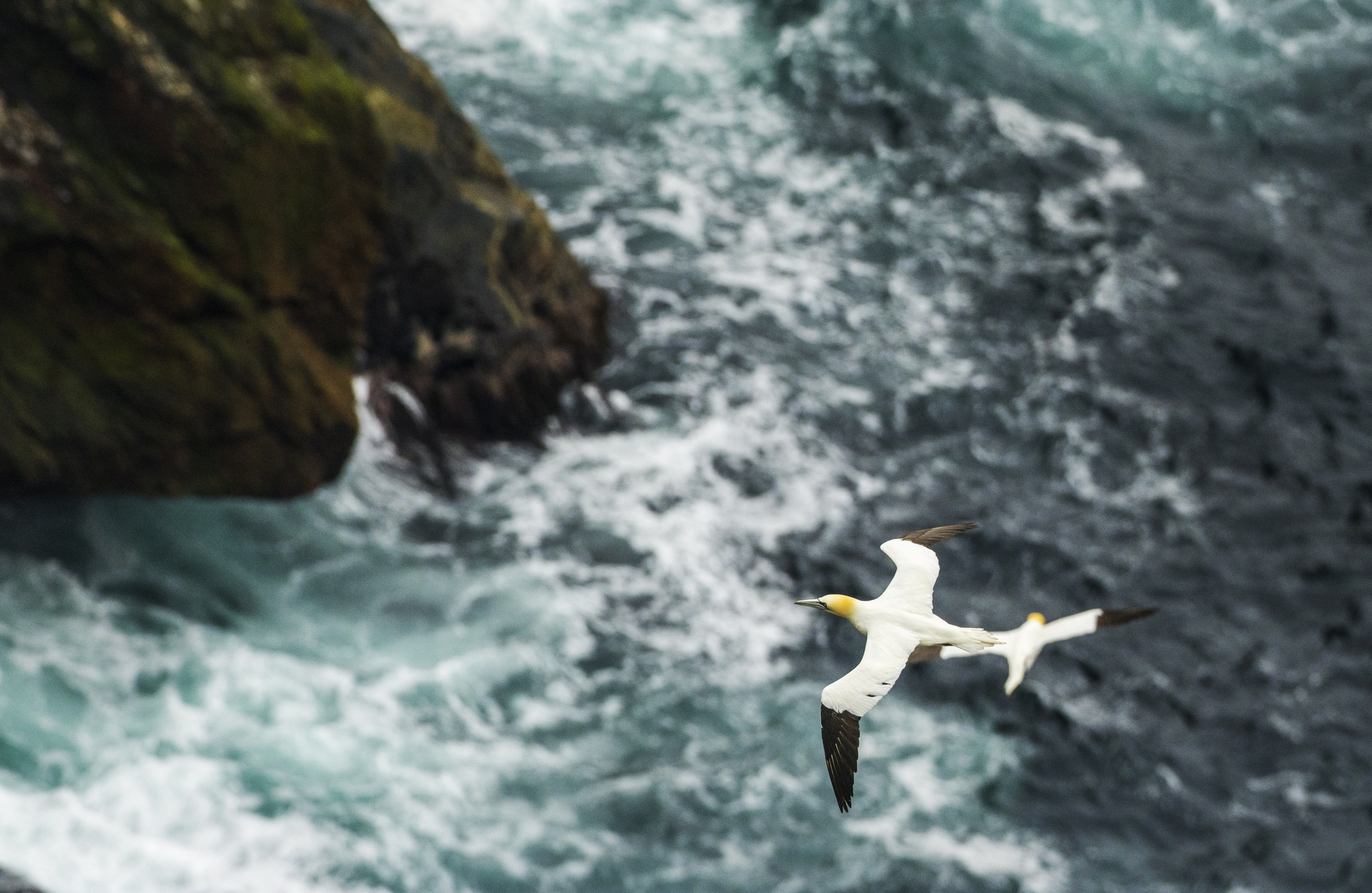 IMG 5765 Northern Gannet 758