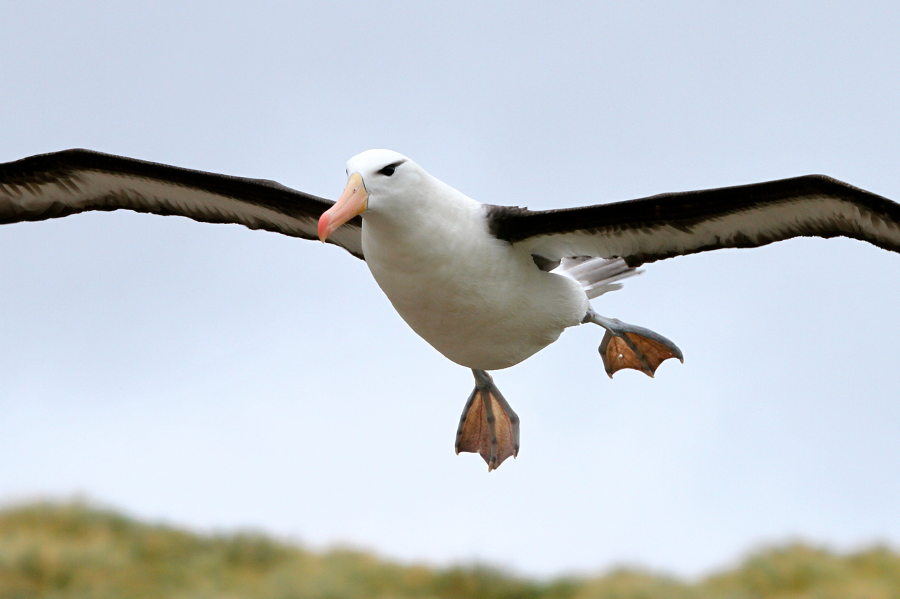 Black Browed Albatross Flight