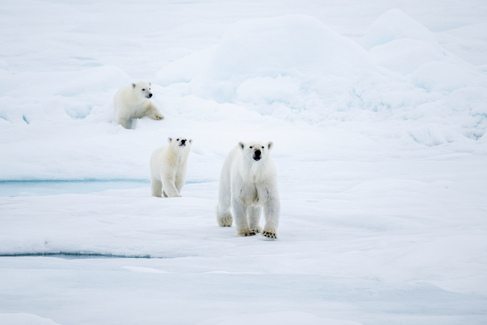 Polar Bear 1 RG9 3973 Renato Granieri 766 (3)