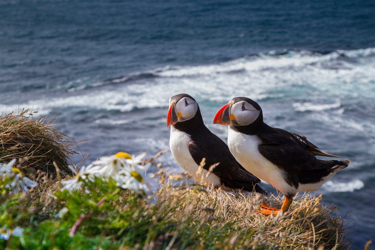 Atlantic Puffin Pair Mantaphoto