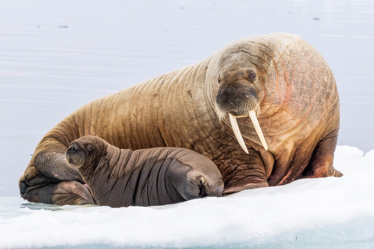LEX Norway Svalbard Walrus