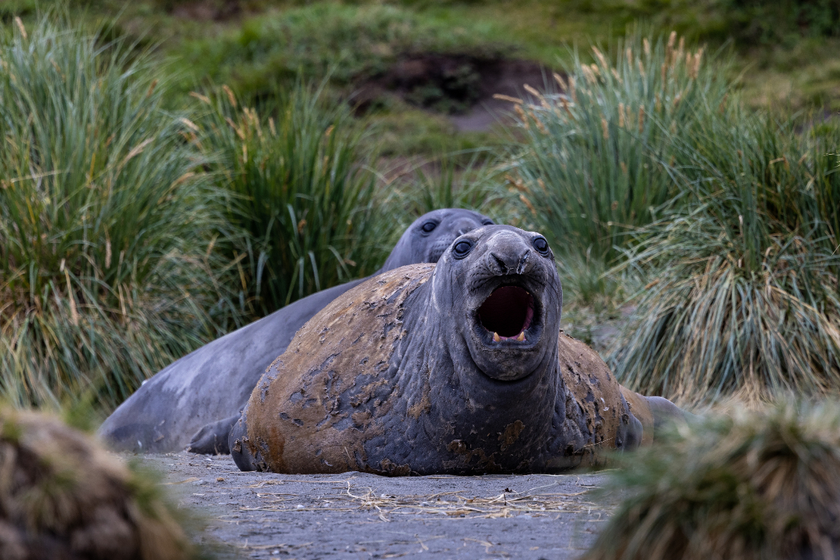 Quark Expeditions South Georgia Michellesole