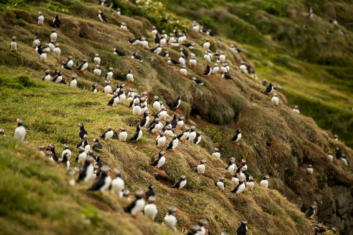 Iceland Ponant Puffin