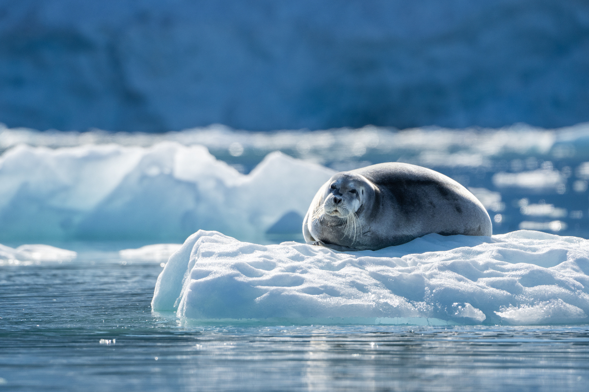 Monacobreen Svalbard Fiona Wardle