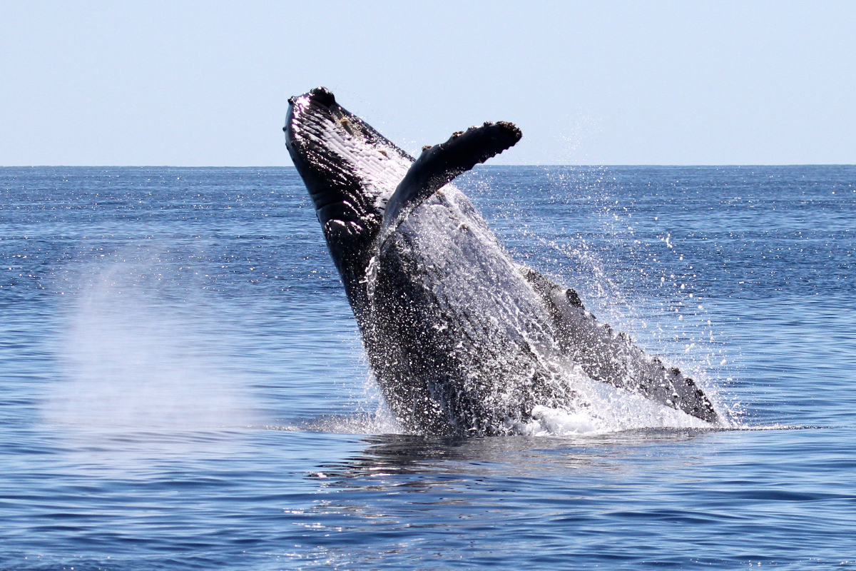 Humpback Whale Breaching Baja California By Mike Unwin