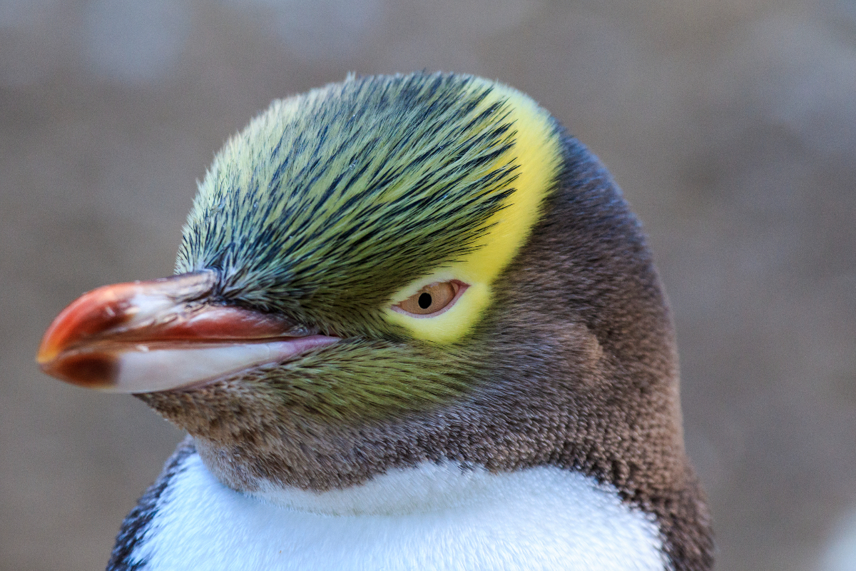 Istock 651066836 Todd Backman Photography Yellow Eyed Penguin 813