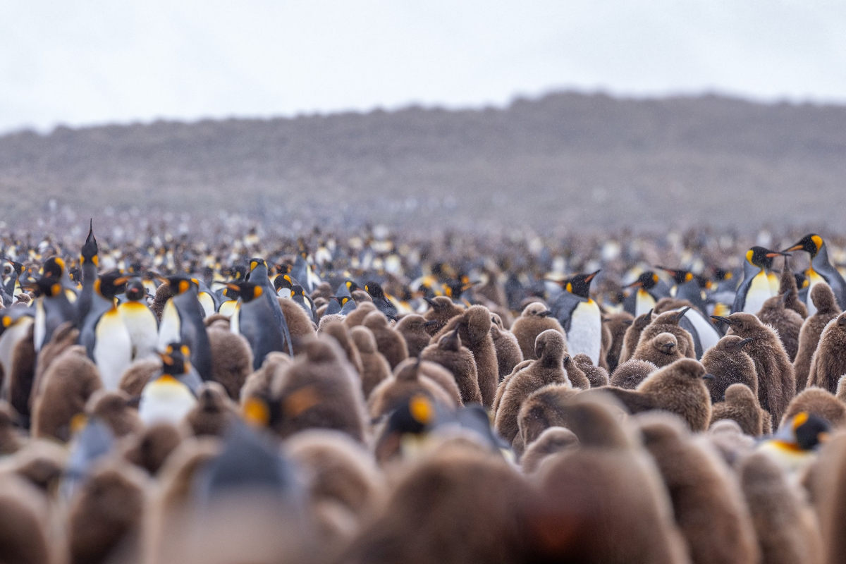 South Georgia Poseidon @Piet Van Den Bemd