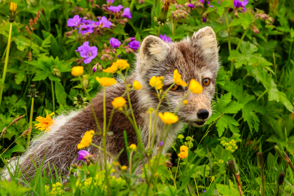 LEX Iceland Westfjords