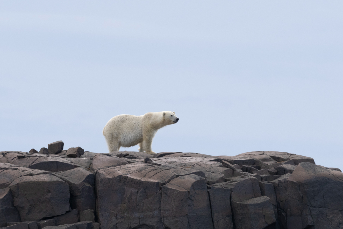 Polar Bear Russebukta Greenland Scott Portelli