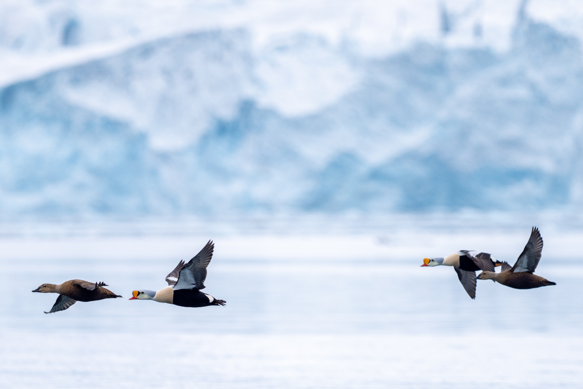 Svalbard Polarquest ©Niklas Nilsson (3) 5796
