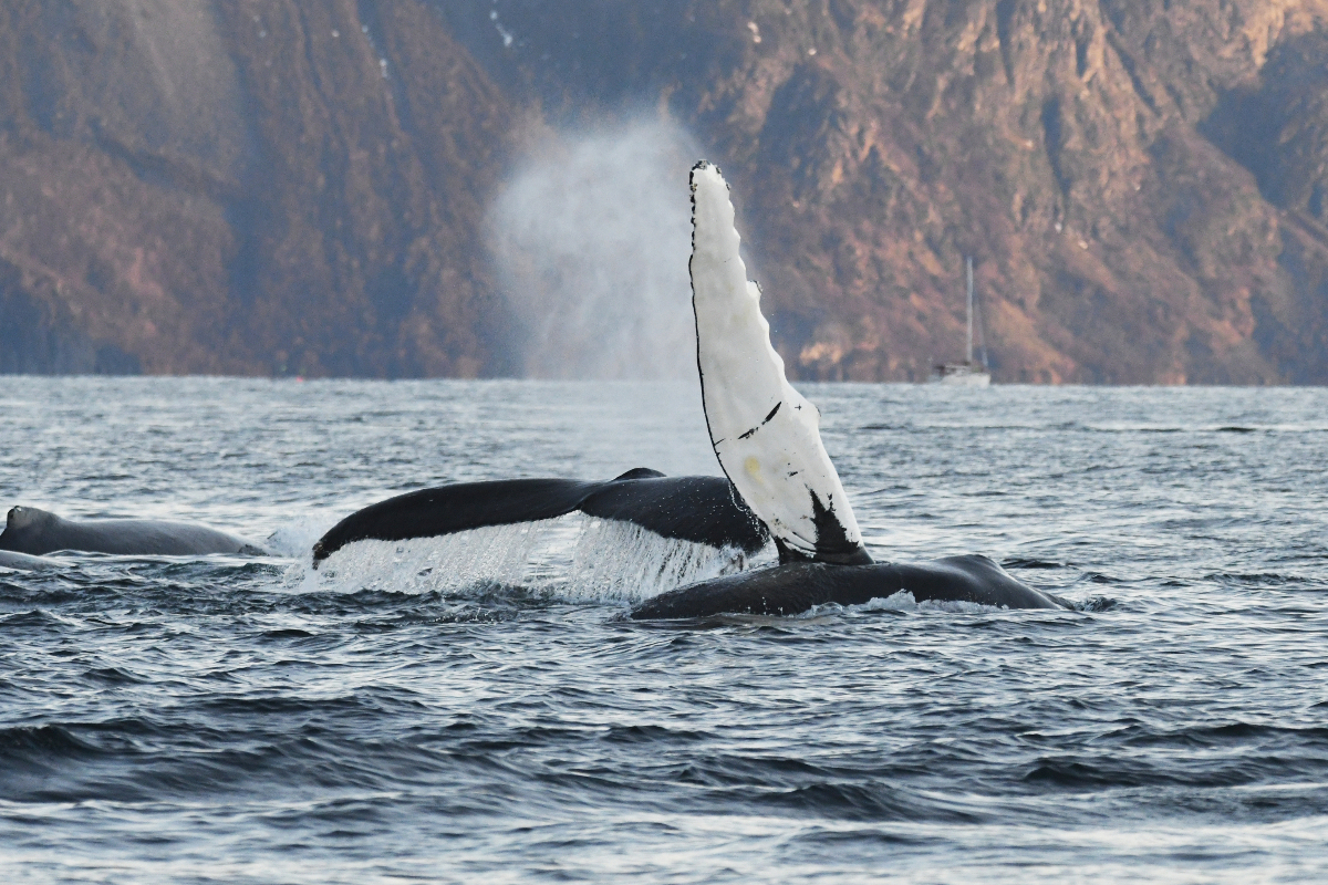 Humpback Whale Fin Splash In Arctic Norway