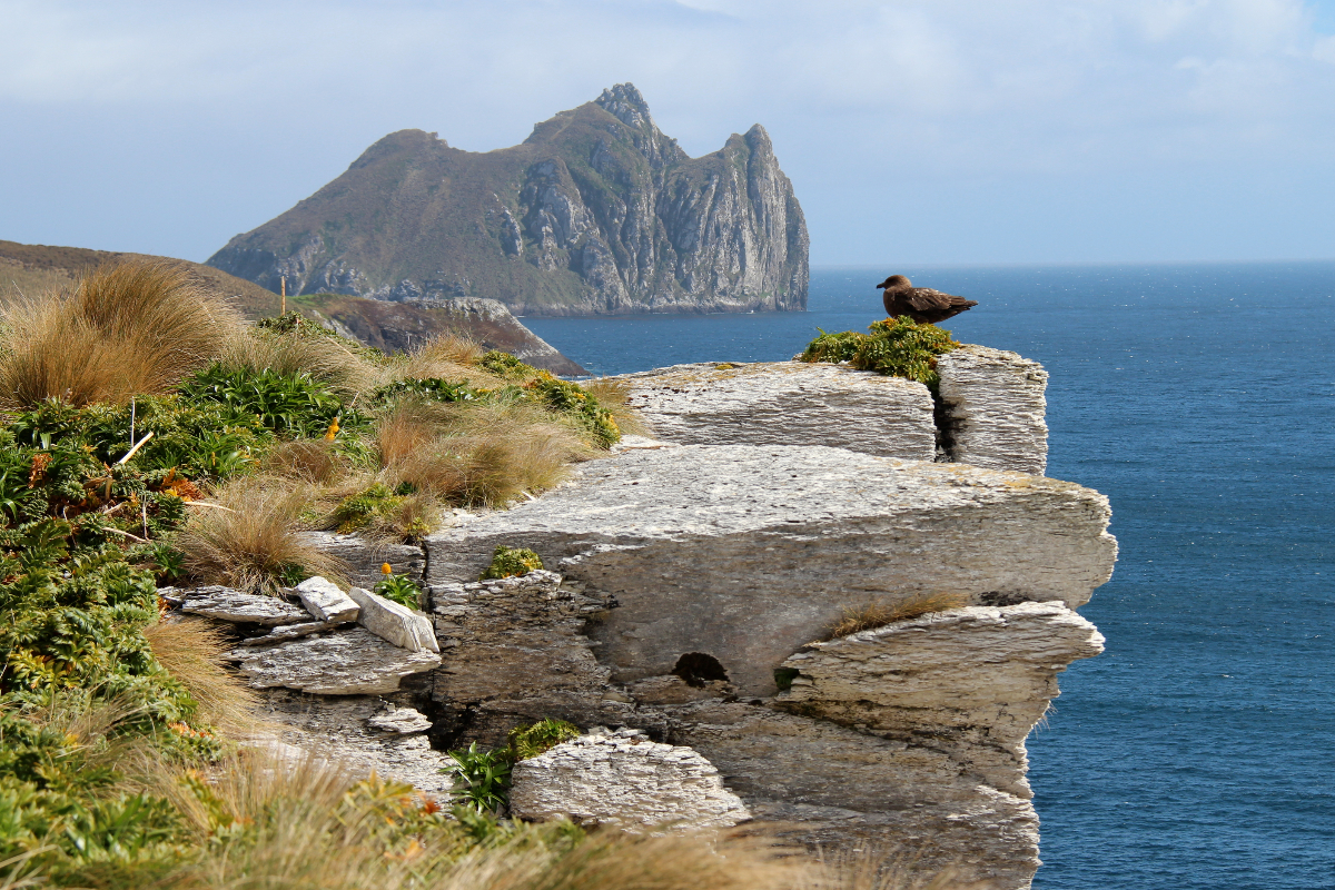 Skua Campbell Island