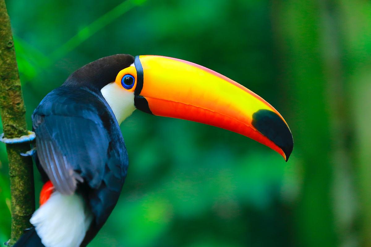 Toucan In Amazon Istock Agustavop 5