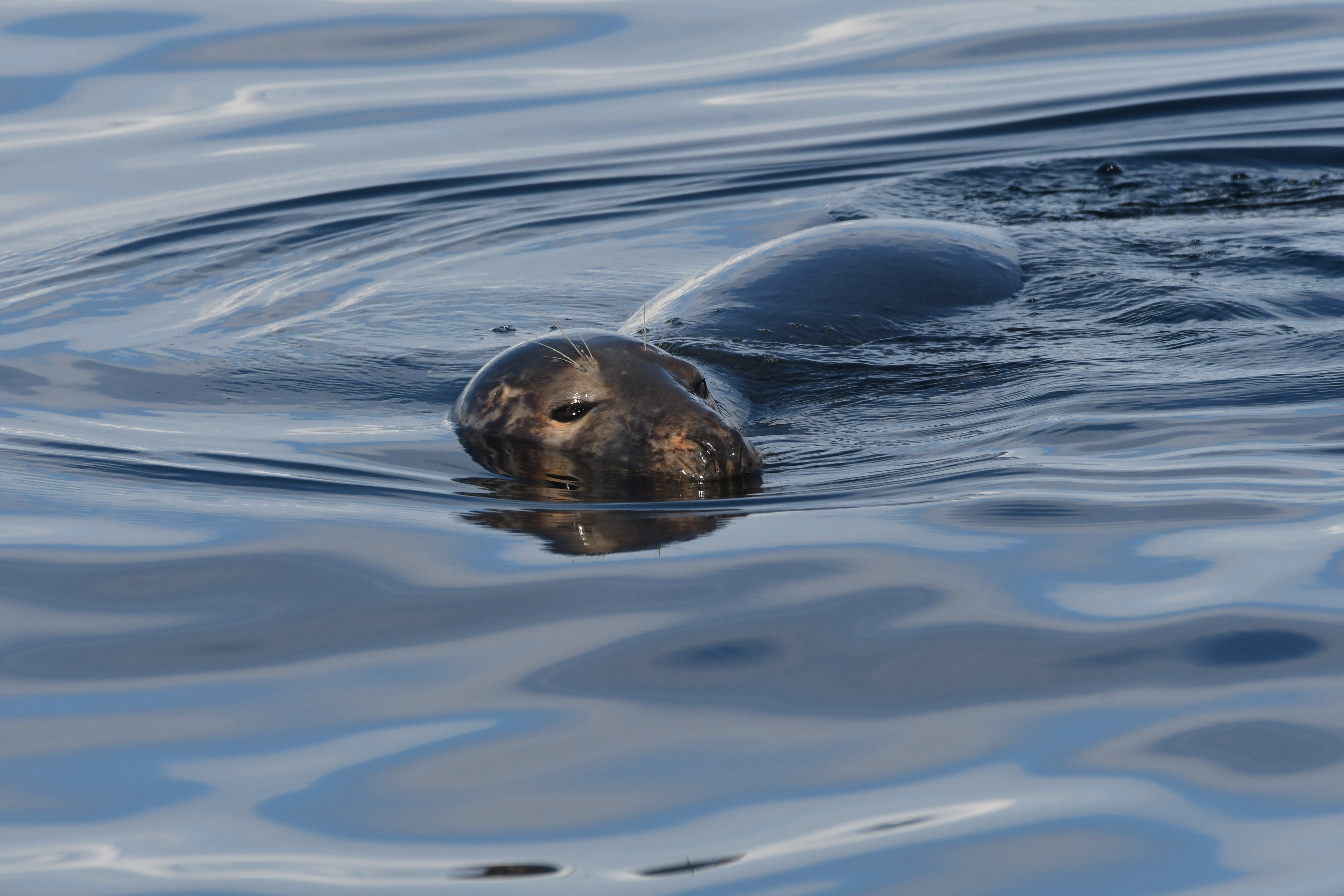 Grey seal