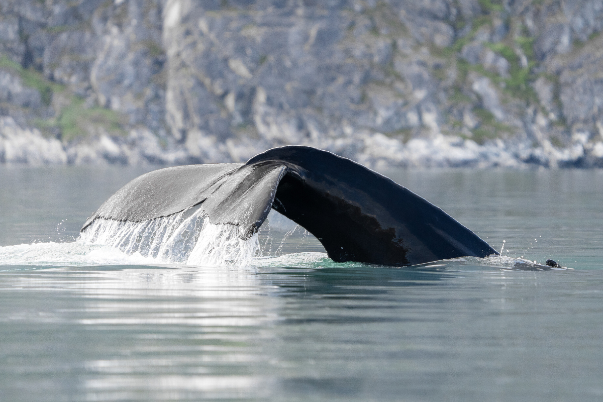 Silversea Greenland Whale Tail