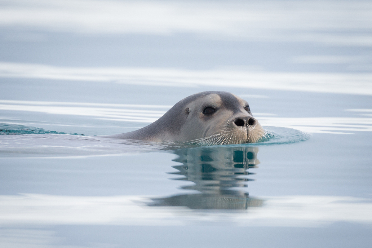 Quark Bearded Seal Svalbard Acacia Johnson
