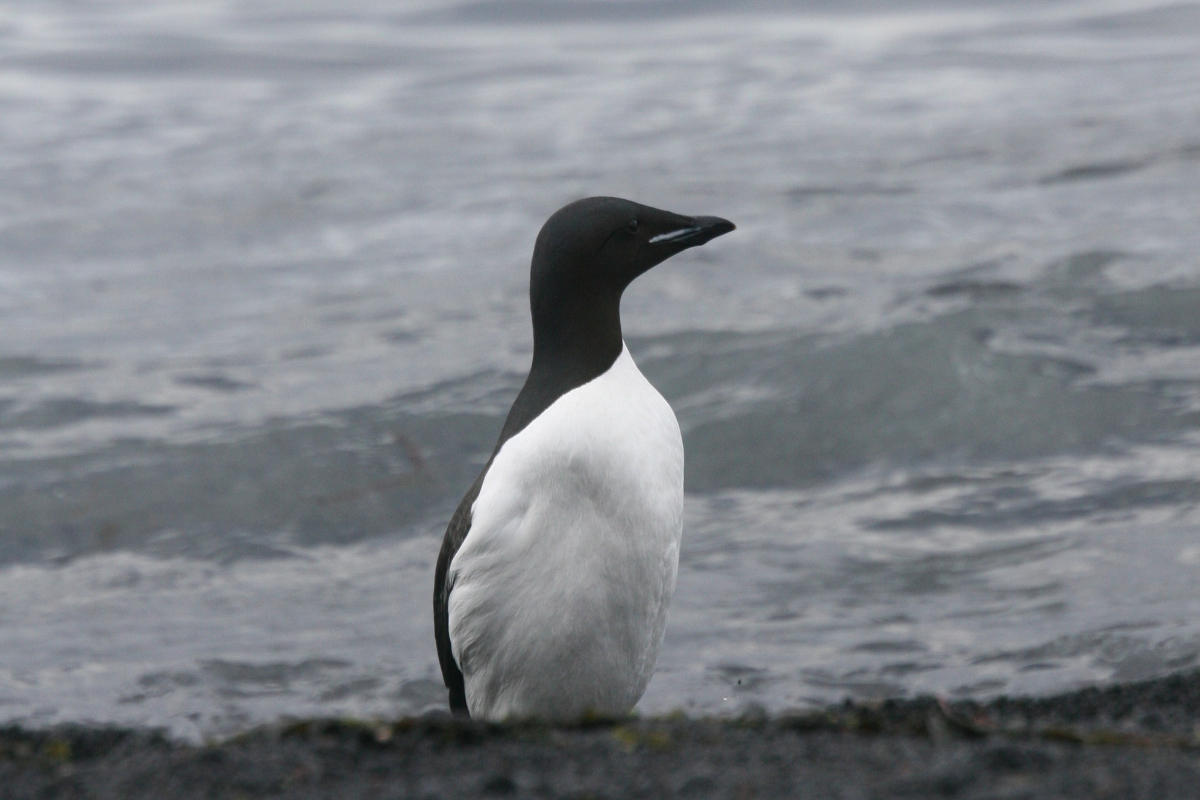 Brunnich's Guillemot In Svalbard By Mike Unwin