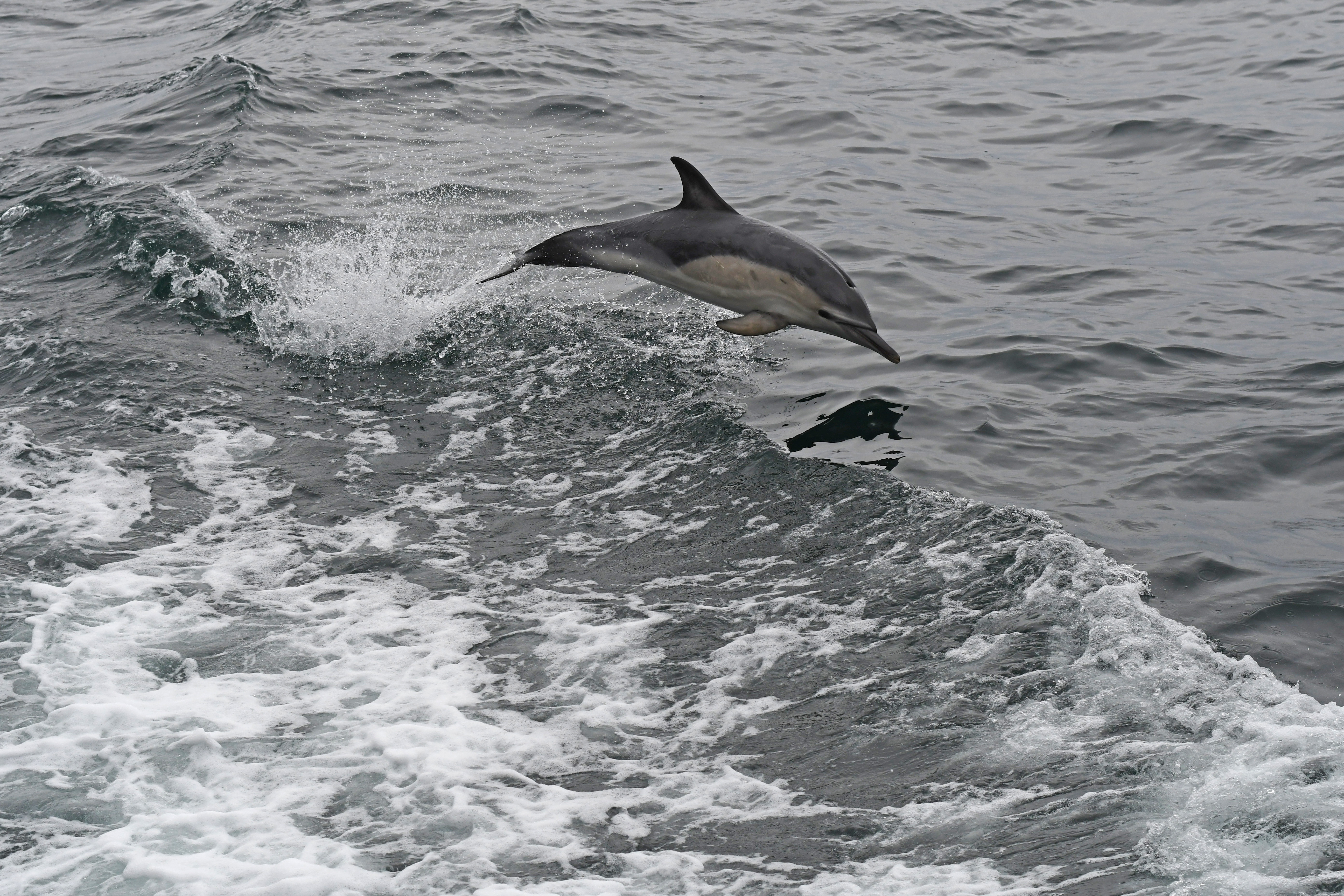 Common dolphin (1)