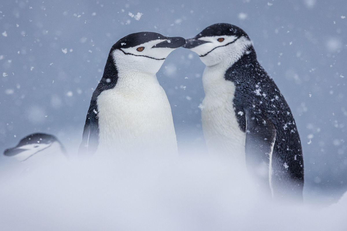 Poseidon Expeditions Penguin PIET VAN DEN BEMD