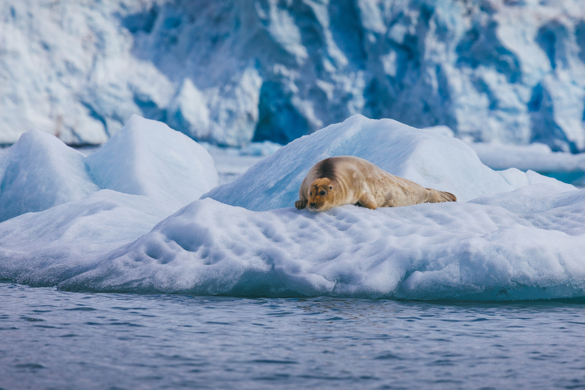 David Merron Arctic Quark (1)