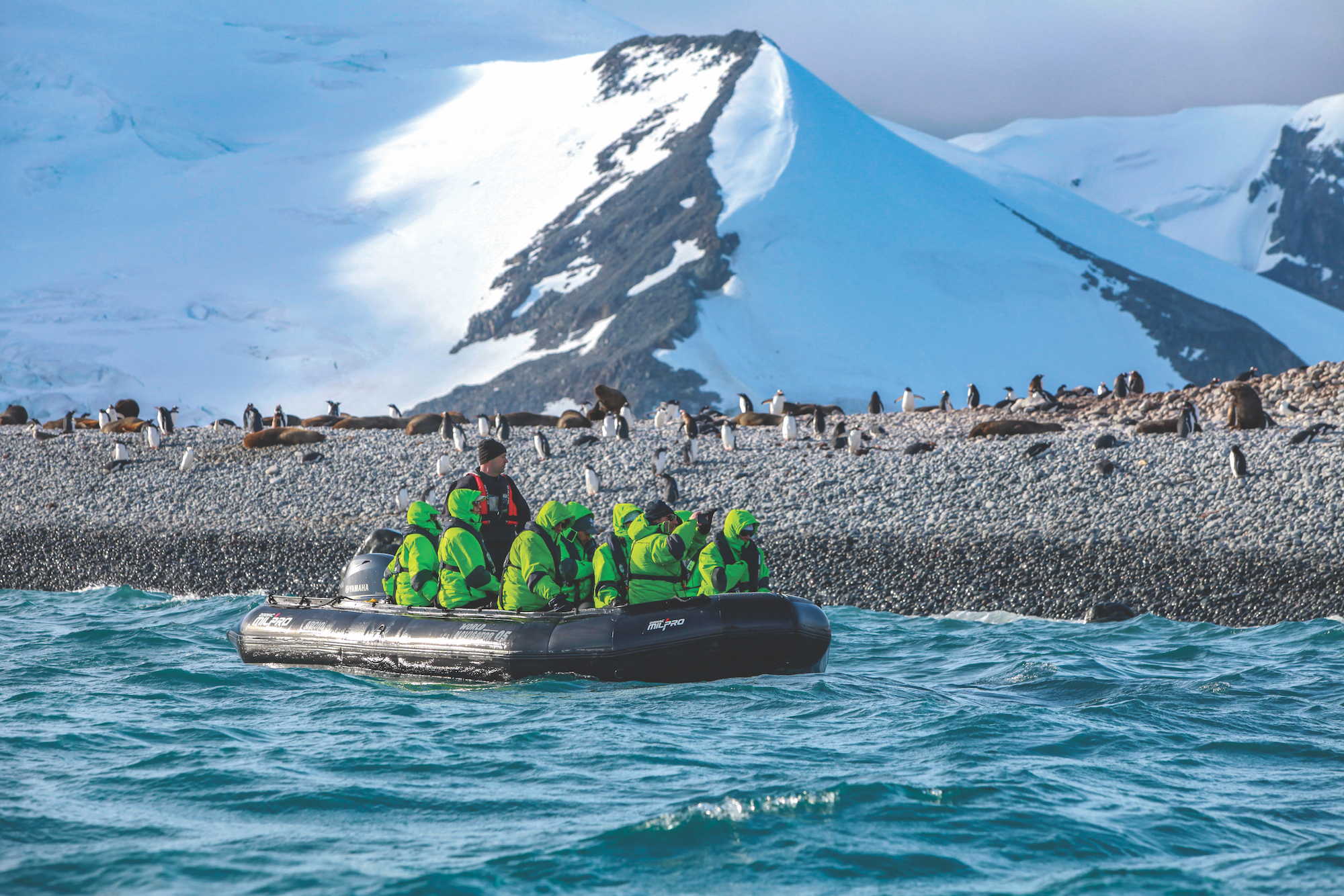 Aov Antarctica Viewing Penguins IMG 5647