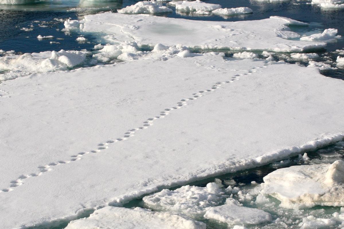 Svalbard polar Bear Tracks Svalbard Mike Unwin 2143