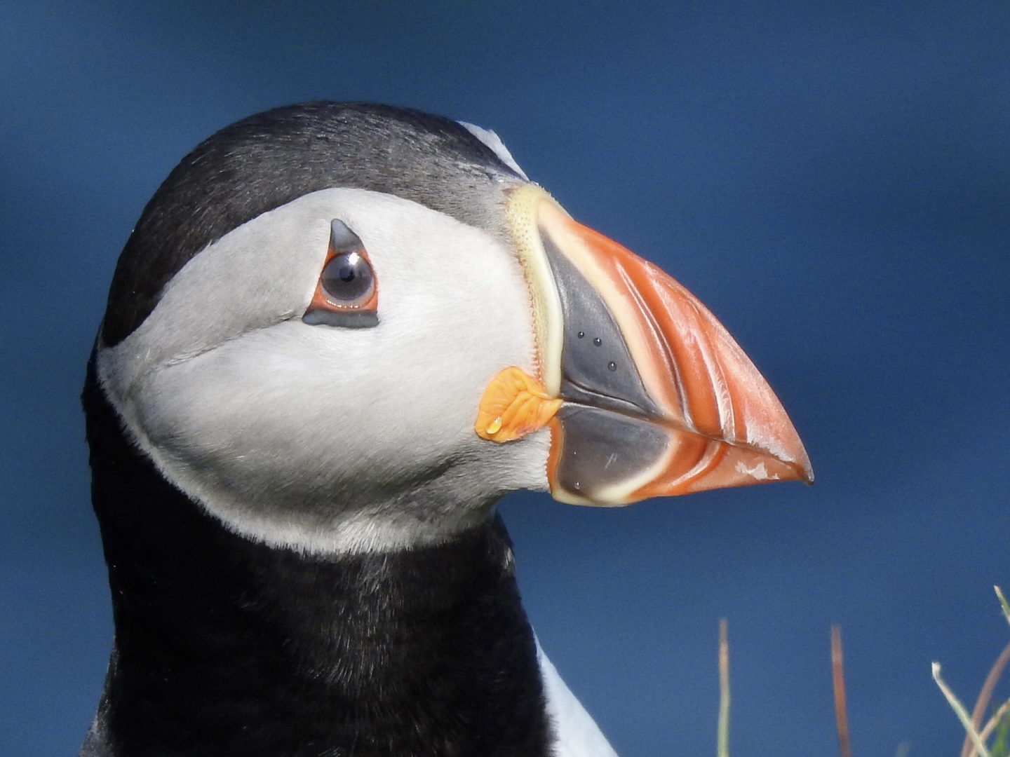 Puffin by Miranda Krestovnikoff
