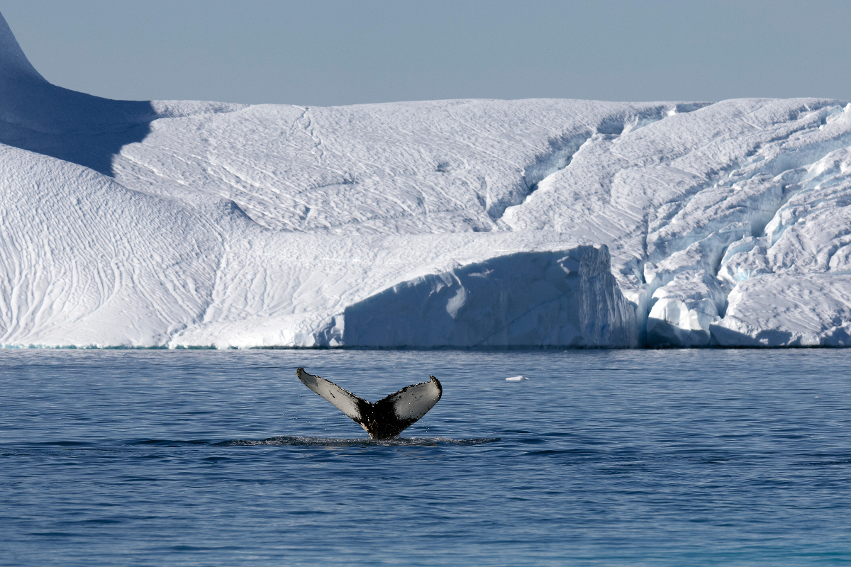 Silversea Ilulissat Whale Glacier
