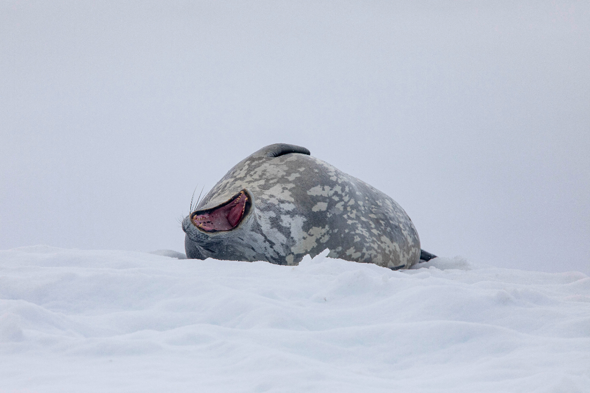 G Adventures Antarctica Cuverville Island Seal