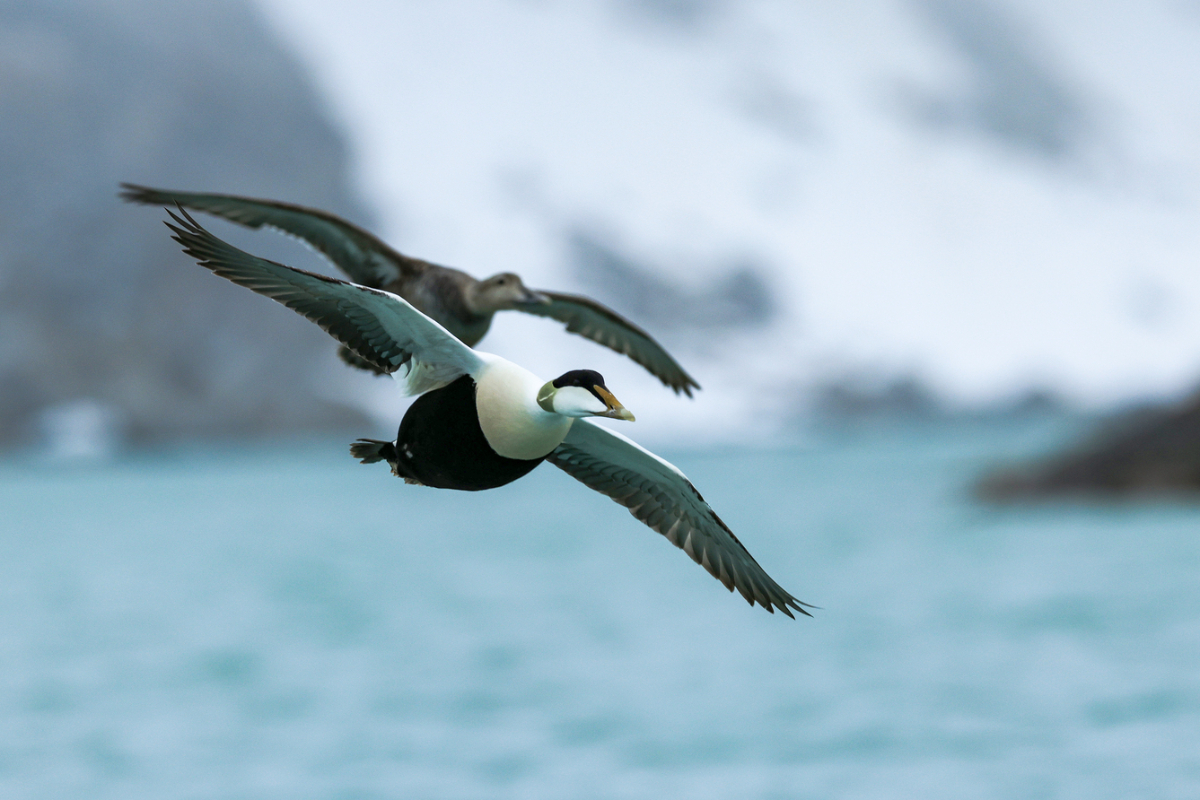 Poseidon Expeditions Svalbard & Kvitoya