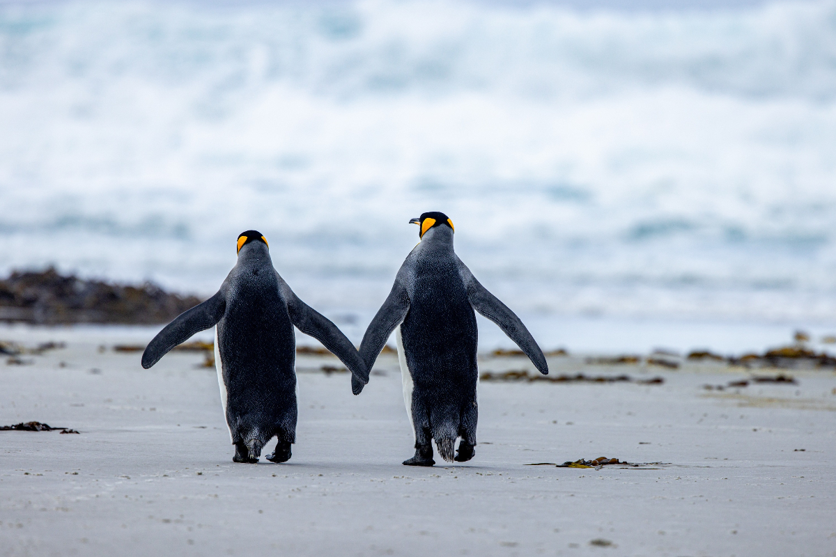 South Georgia Albatros Expeditions