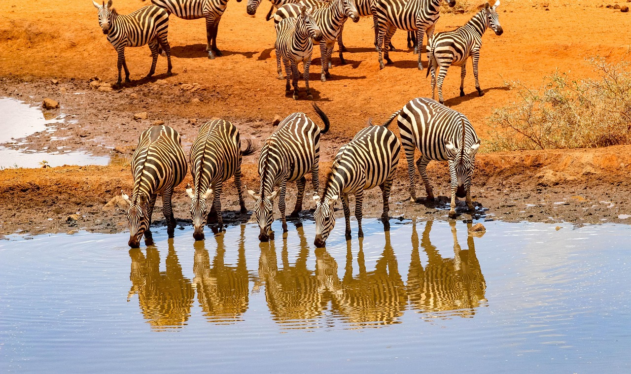 Africa Zebra