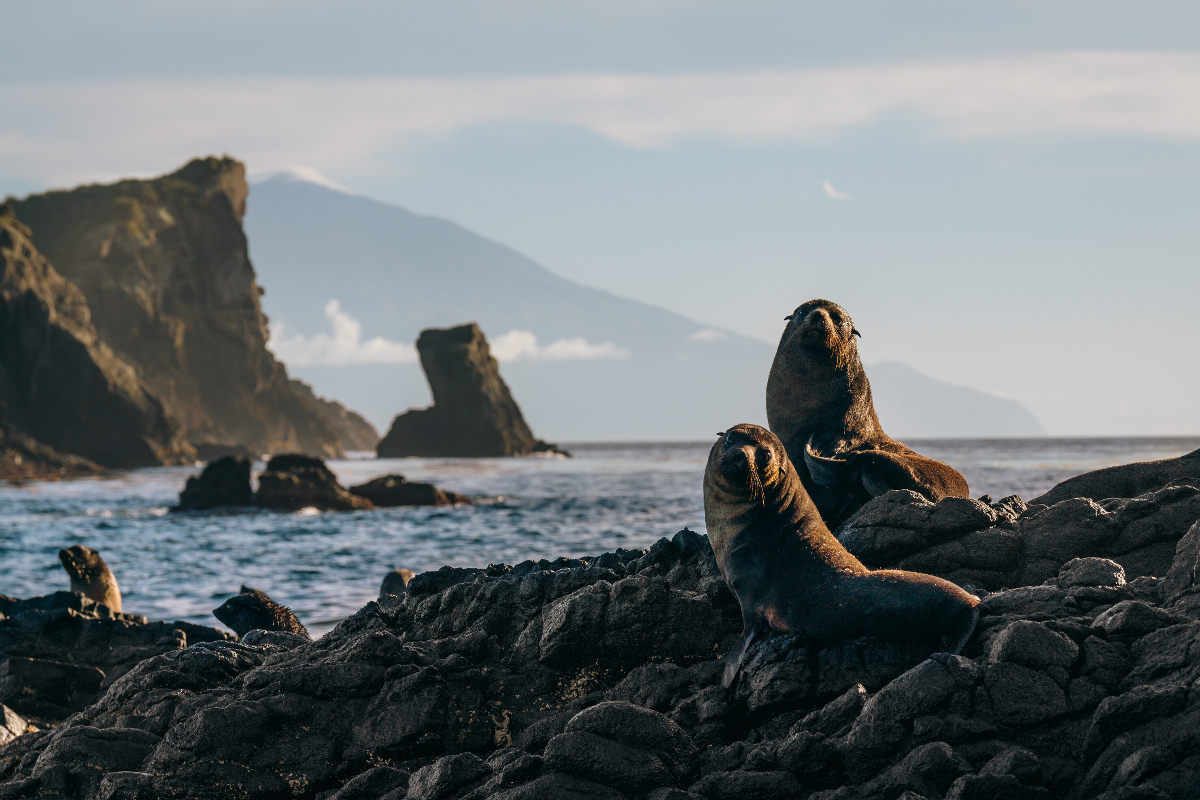 SSC Tristan da cunha