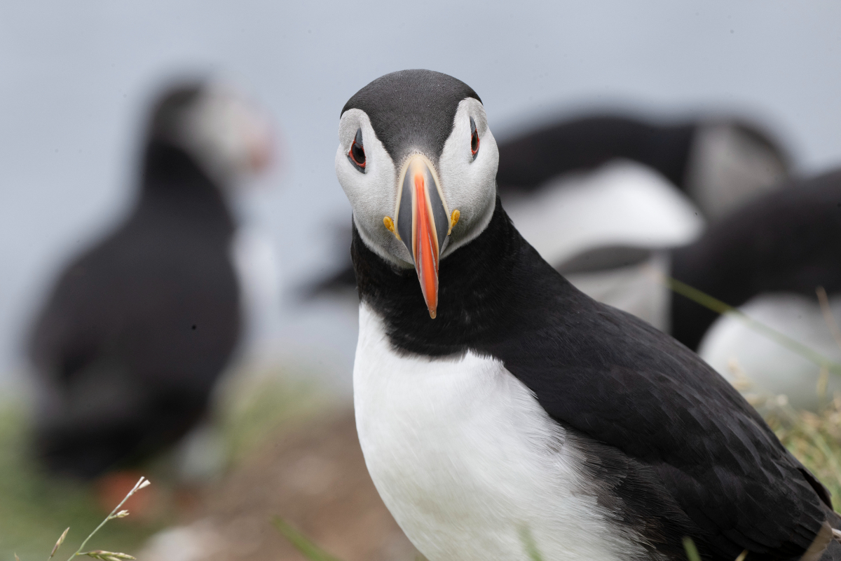 LEX Iceland Borgarfjörður Eystri Eastern Region